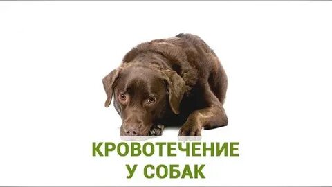 Кишечное кровотечение у собаки