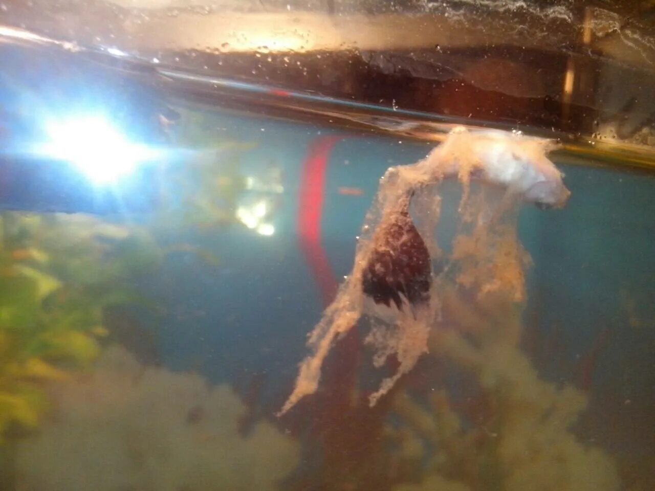 Что делать если рыба умирает. Что делать если рыба умирает. Причины смерти рыбки в аквариуме. Что делать если рыба умирает. Дохлые аквариумные рыбки.