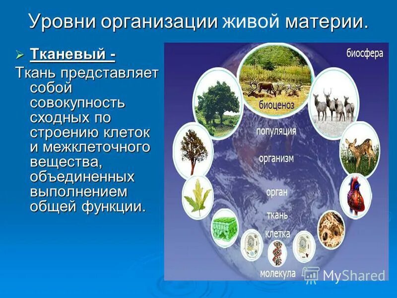 1 уровни организации материи. 1 уровни организации материи