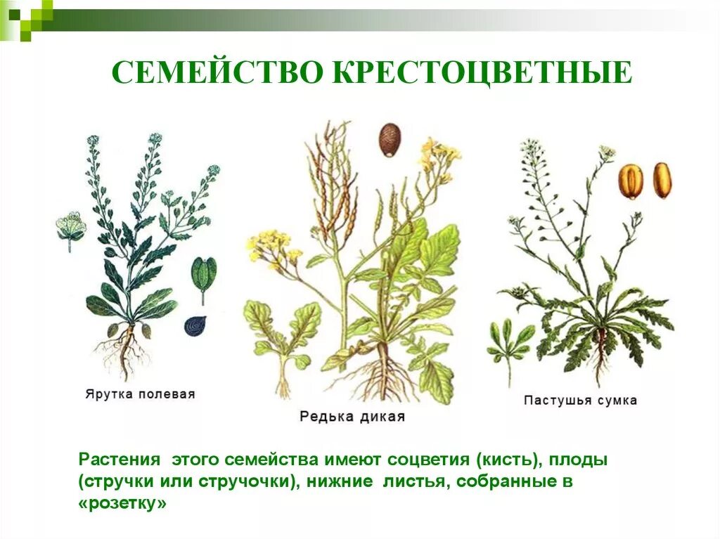 Крестоцветные растения. Семейство крестоцветных растений представители. Растения семейства капустных крестоцветных. Биология семейство крестоцветные представители. Крестоцветные биология признаки