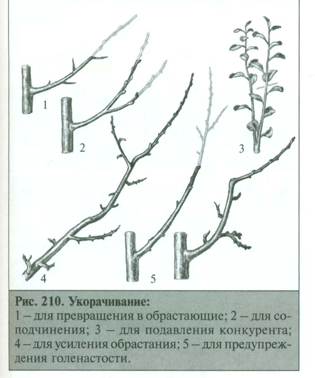 Схема обрезки жимолости весной. Обрезка жимолости осенью схема. Жимолость схема обрезки куста. Схема обрезки жимолости осенью. Как обрезать жимолость весной для начинающих