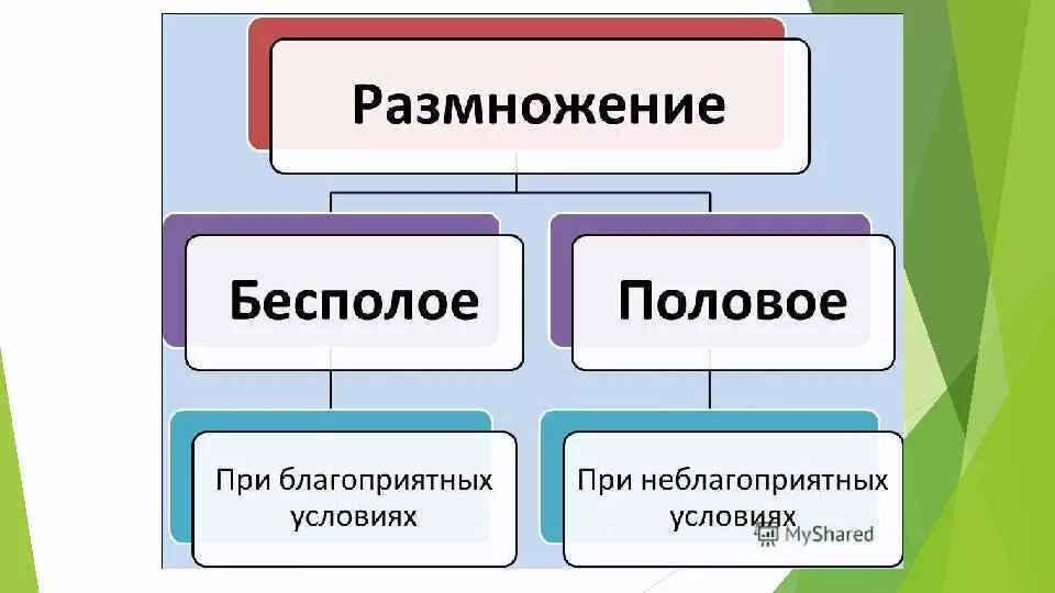 Классификация водорослей. Систематика водорослей. Систематическая классификация водорослей. Класс водоросли классификация. Систематические группы водорослей