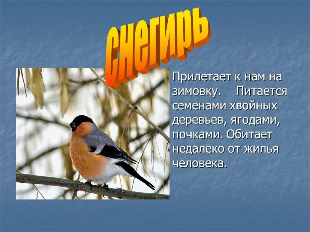 Коротко про птиц. Сообщение о птицах. Проект про птиц. Доклад про птиц. Проект зимующие птицы.