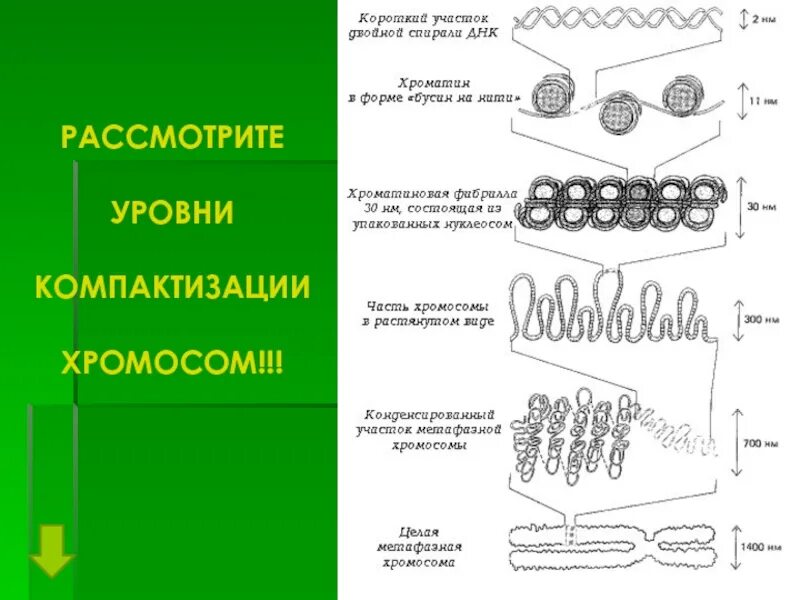 Уровни компактизации ДНК эукариот. Компактизация хромосом уровни. Уровни компактизации. Схема компактизации наследственного материала клетки