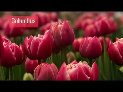 Тюльпан columbus