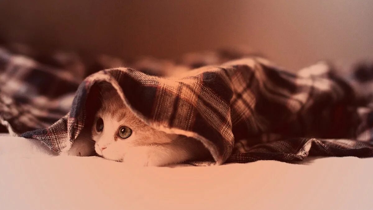 Кот под одеялом. Котенок под одеялом. кот под пледом. котенок в одеяле. под одеялом.