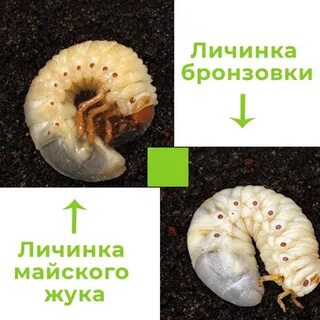 Личинка бронзовки