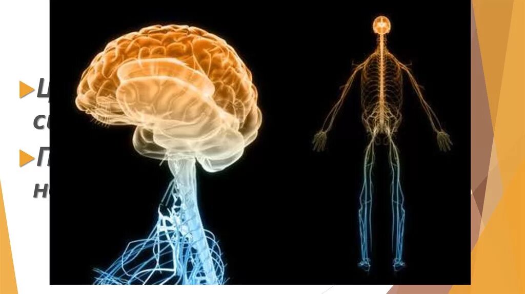 Тело без мозга. Нервная система. Нервная система человека. ЦНС человека. Центральная нервная система.