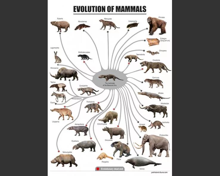 Филогенетическое Древо млекопитающих. Эволюционное Древо млекопитающих животных. Схема развития млекопитающих Эволюция. Эволюционное дерево млекопитающих.