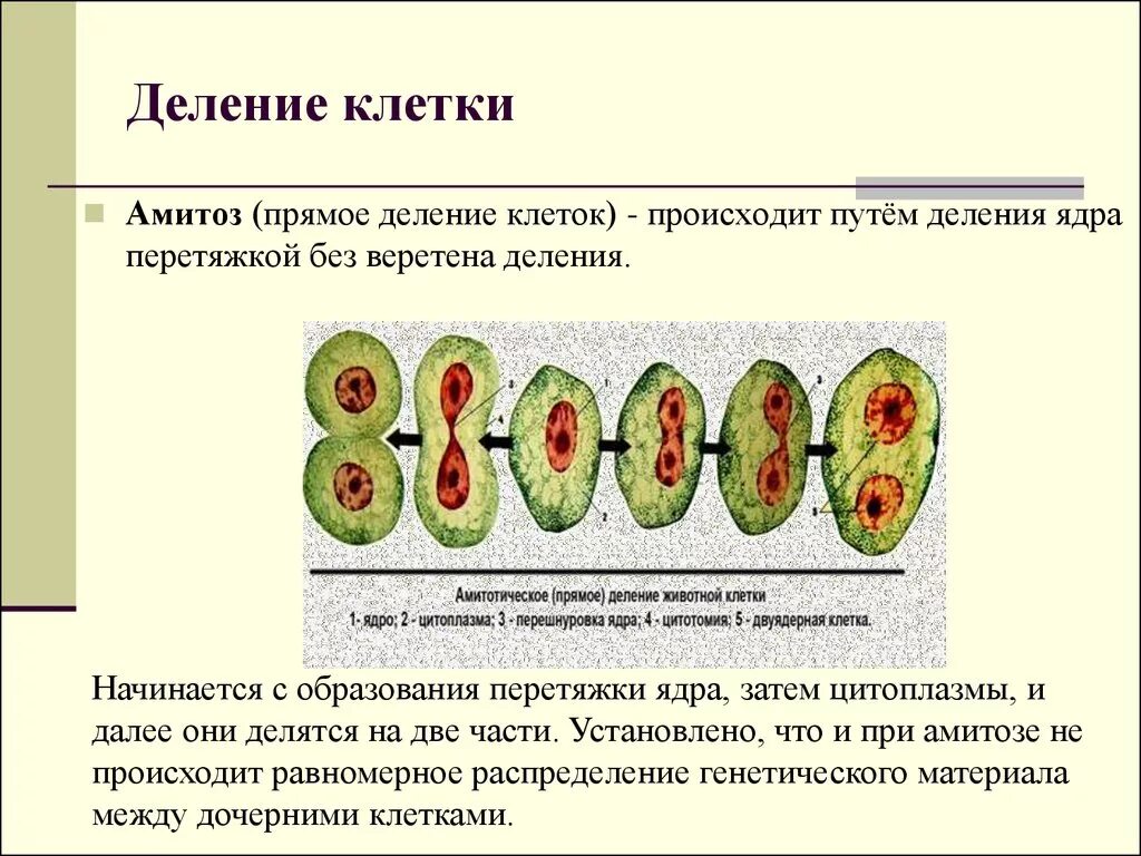 Какая наука изучает деление клеток. Понятие о делении клетки. Размножение путем деления растительной клетки. Как называется деление клеток у растений. Размножение деление клеток кратко.