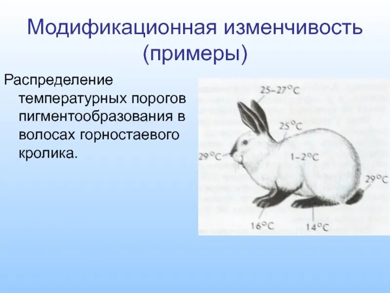 Гималайский кролик модификационная изменчивость. Горностаевый кролик модификационная изменчивость. Ненаследственная изменчивость кролики. Горностаевый кролик изменчивость.