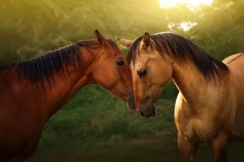 Лошади (Horses). 