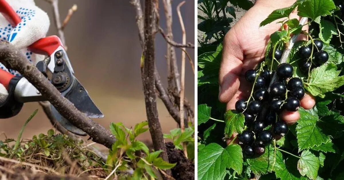 Процесс смородины. Смородина. обрезка смородины. смородина куст. омоложение смородины.