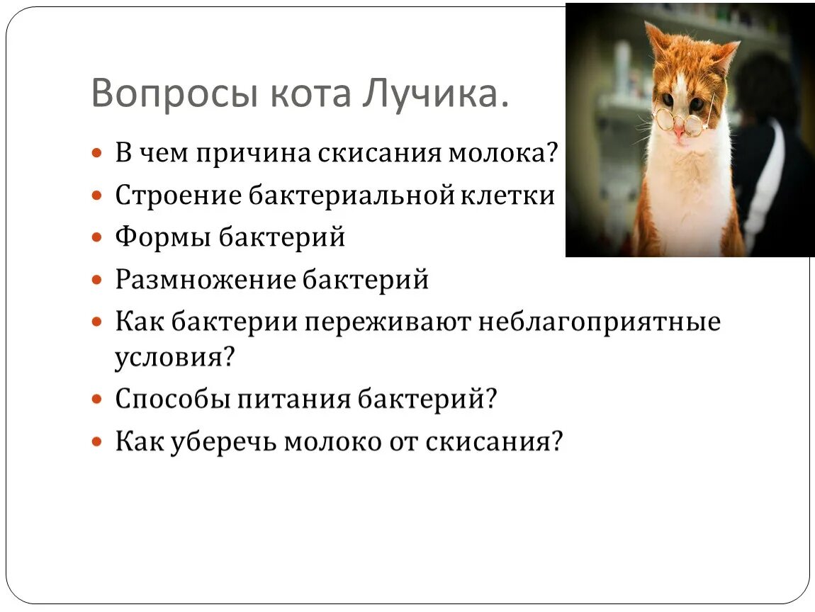 10 вопросов коту. Кот вопрос. Вопросы о котах. Кошачий вопрос. Вопросы о коте.