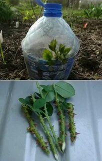 Укоренить из букета
