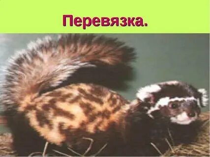 Перевязка занесена в красную книгу или нет