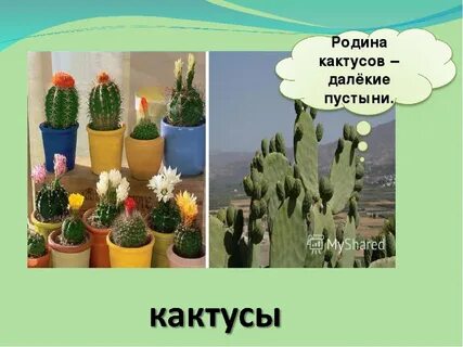 Кактус откуда к нам попал