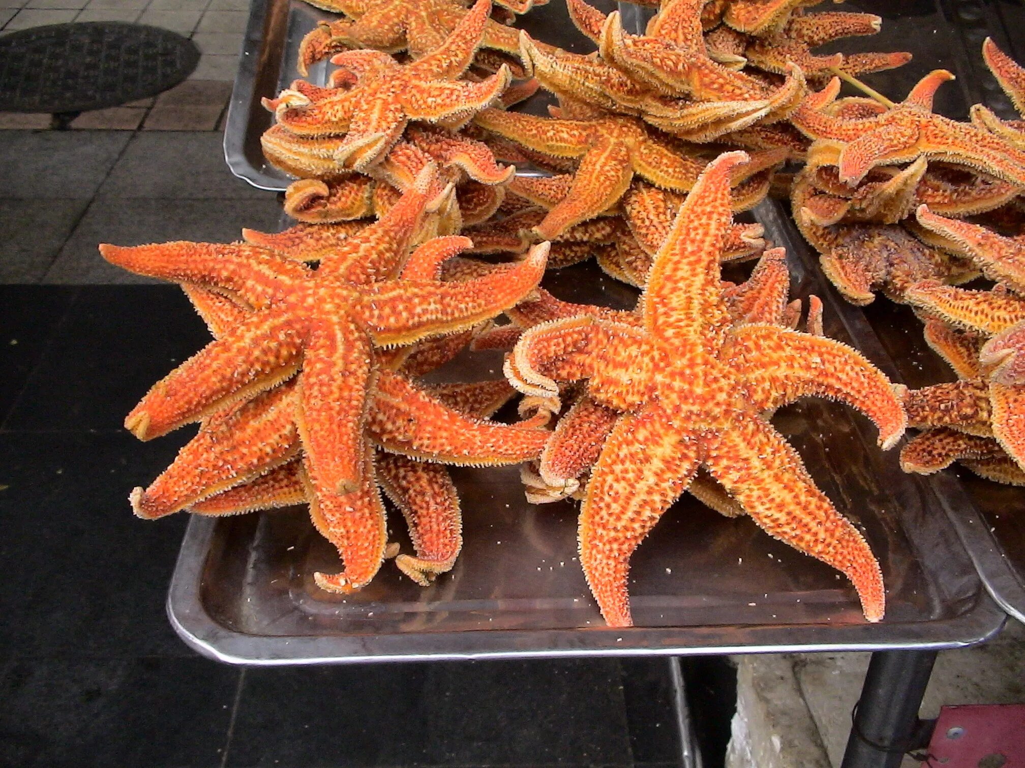 Астериас Рубенс морская звезда. Морская звезда Asterias. Красный Астериас. Морская звезда Lunckia Columbiae.