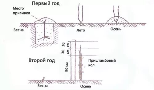 Как правильно сажать саженцы винограда. Посадка саженцев винограда в открытый грунт. Посадка винограда весной саженцами в открытый. Посадка винограда весной в открытый грунт. Посадка винограда весной саженцами.