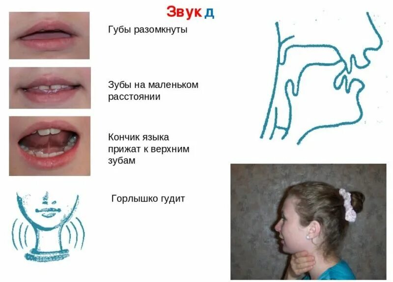 Артикуляция д. Артикуляция звука д. Профиль звука д. Характеристика артикуляции звука д. Правильная артикуляция звука д.