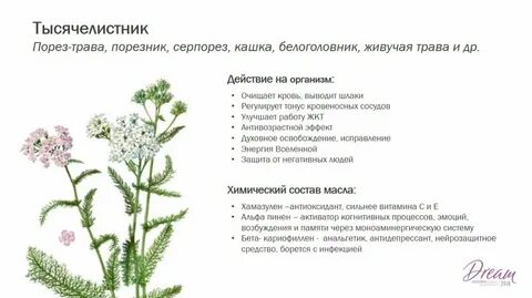 Систематика тысячелистника