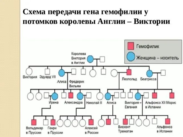 Наследование гемофилии у потомков королевы Виктории. Схема наследования гемофилии. Схема наследования гемофилии у человека. Схема передачи генов. У матери не являющейся носителем гена гемофилии