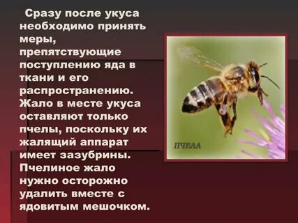 Укусы насекомых что делать после
