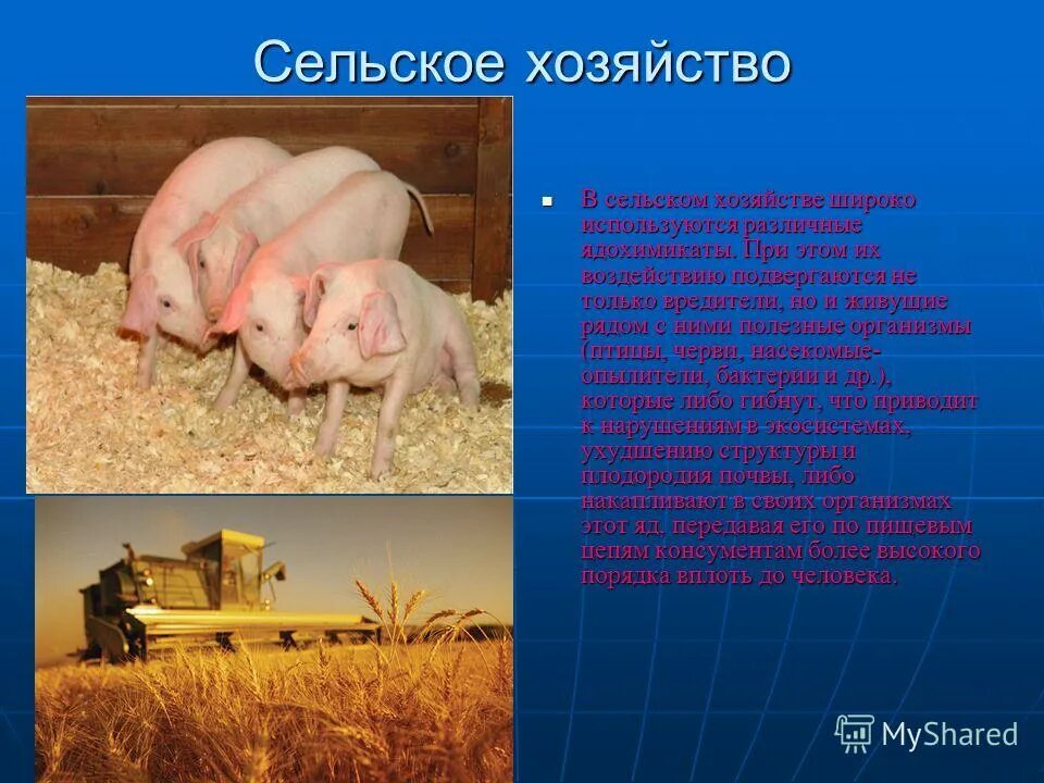 В практике сельского хозяйства широко используются. Химия в сельском хозяйстве проект. Растениеводство и животноводство. Способы вегетативного размножения растений. В практике сельского хозяйства широко используются.