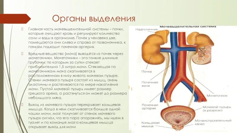 Основной орган мочевыделительной системы человека. Выделительная система строение почки 8 класс. Строение системы органов выделения. Система органов выделения. Функции почек. Выделительная система человека схема 4 класс.