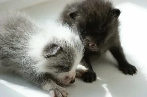 Rare pets
