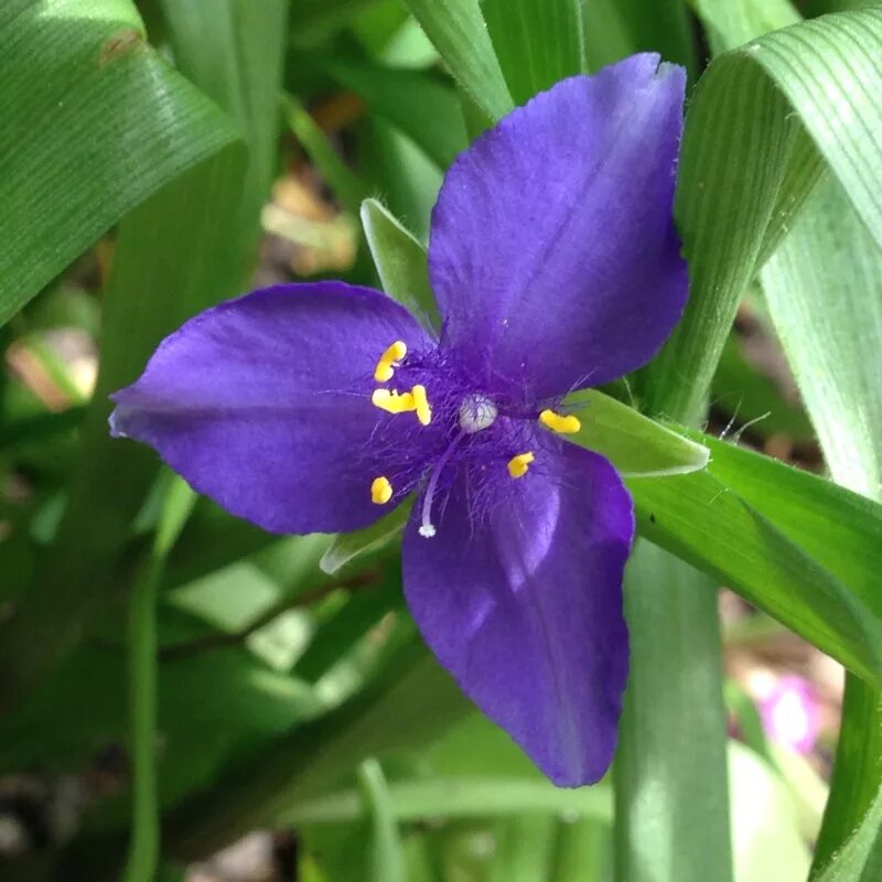 Традесканции москва. Традесканция. Tradescantia andersoniana. Садовые традесканции. Традесканция Крымская.