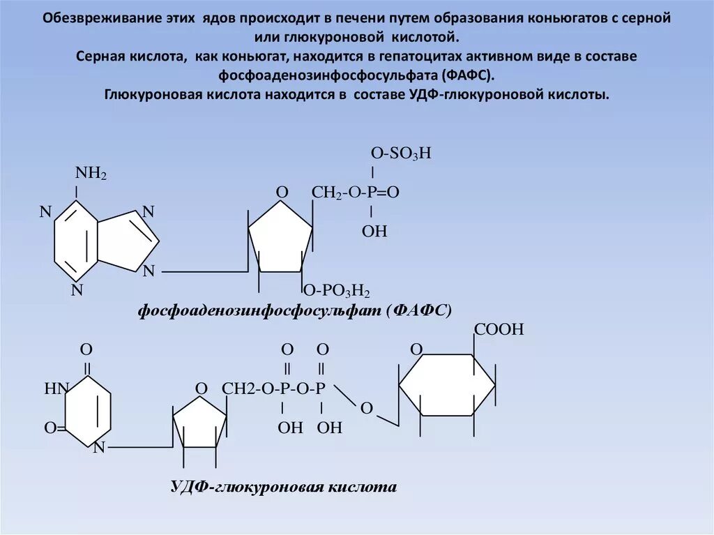 Обезвреживание веществ в печени. Роль ФАФС И УДФ глюкуроновой. УДФ глюкуроновая кислота формула. Обезвреживания индола глюкуроновой кислотой. ФАФС роль.