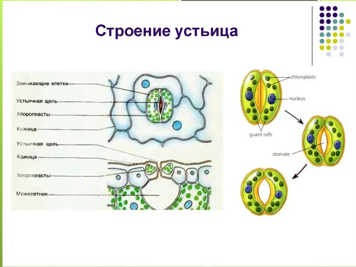 Устье растений. Строение устьиц растений. Устьице растительной клетки. Устьице ткань и функция лист. Строение устьица листа.