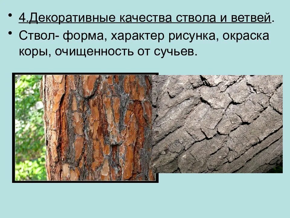 Виды ствола растений. Декоративные качества стволов. Декоративные качества ствола древесных растений. Форма ствола древесных растений. Декоративные свойства древесных растений.