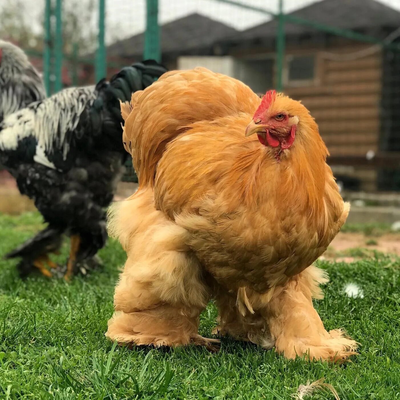 Куры цены живые. Кохинхины куры. Брама кохинхин. Брама кохинхин палевый. Куры породы кохинхин.