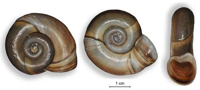 Coretus corneus. Роговая катушка – planorbis corneus. Классификация катушки моллюски. Раковина роговой катушки. Катушка окаймленная.