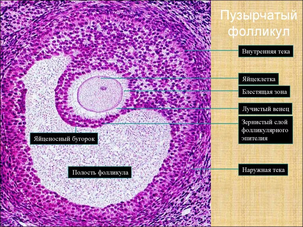 Граафов пузырек яичника. Внутренняя ТЕКА фолликула. Яйцеклетка млекопитающего гистология. Графов пузырь строение. Граафов пузырек строение гистология.