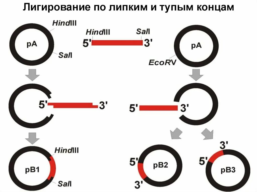 Лигирование ДНК. Рестрикция лигирование трансформация. Плазмида лигирование. Этапы получения бактерий с рекомбинантной плазмидой