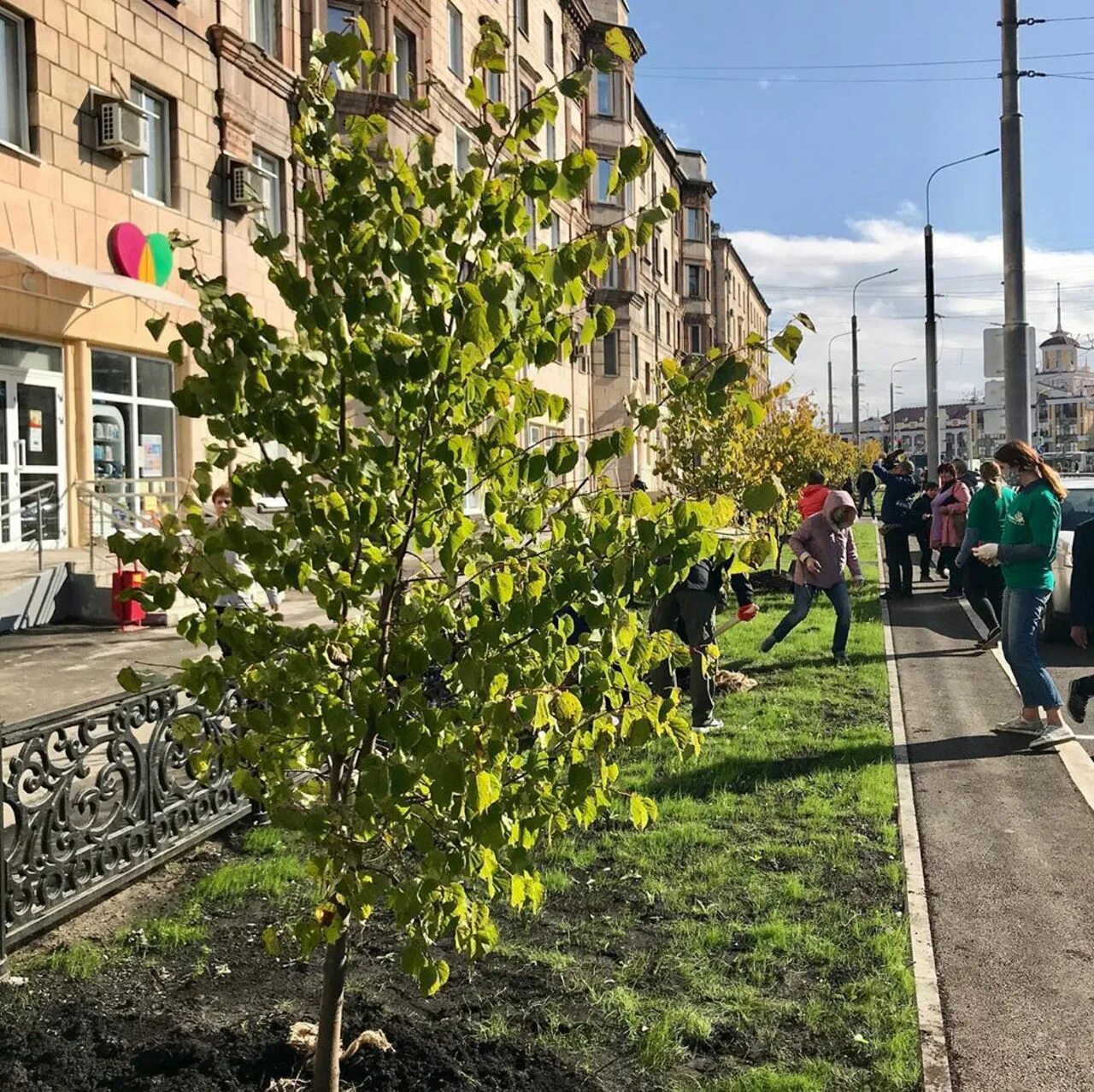 Купить дерево новокузнецк