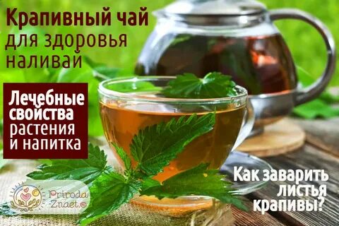 Как заваривать крапиву