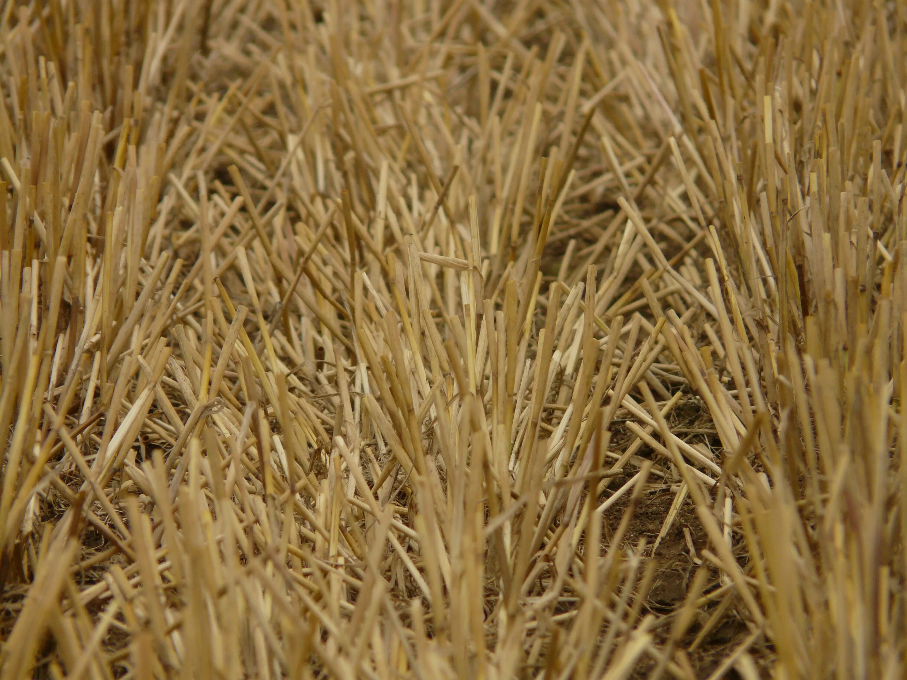Пшеница солома. Мякина ржи. stubble стерня жнивье. солома рожь. солома пшеницы.