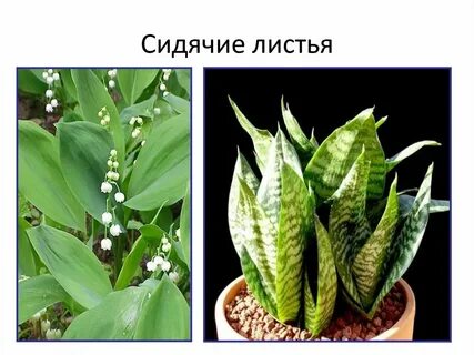 Сидячие листья