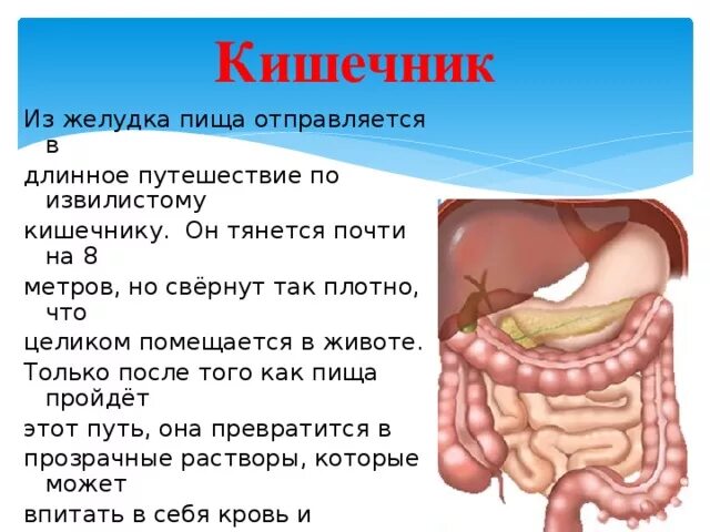 Кишечник что делает окружающий мир 2. Движение пищи по кишечнику. желудок и кишечник. передвижение пищи по кишечнику.