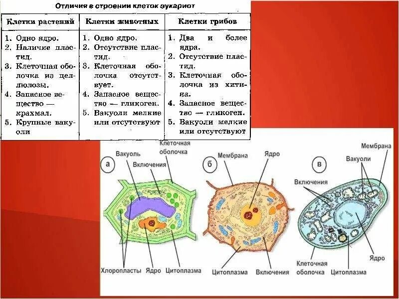 Отличие грибной клетки. Особенности строения клеток растений животных и грибов. Строение растительной животной и грибной клетки. Строение клеток растений животных грибов и бактерий. Клетки биология строение животных грибов растений.