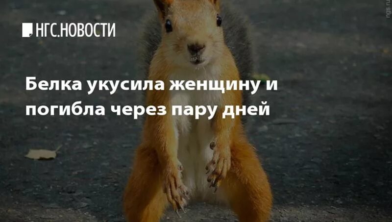 Человек не белка. Белка на плече. Голова белочки. Белочка мужик. Человек не белка.
