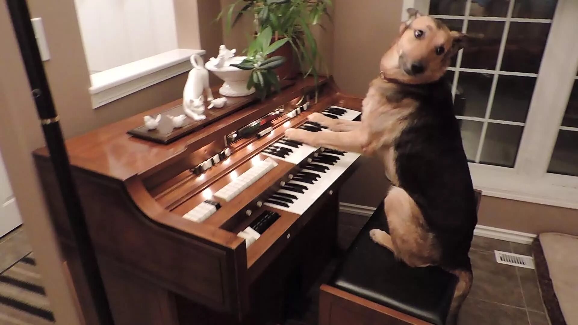 Did he play the piano. Собака на рояле. Собака с музыкальным инструментом. Собака пианист. Собака за роялем.