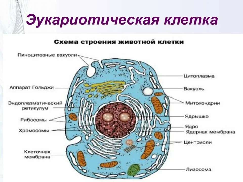 Органоиды клетки прокариота. Структуры эукариотической клетки органеллы. Органоиды эукариотической клетки строение. Название органелл эукариотической клетки. Строение эукариотической клетки растительной и животной клетки.