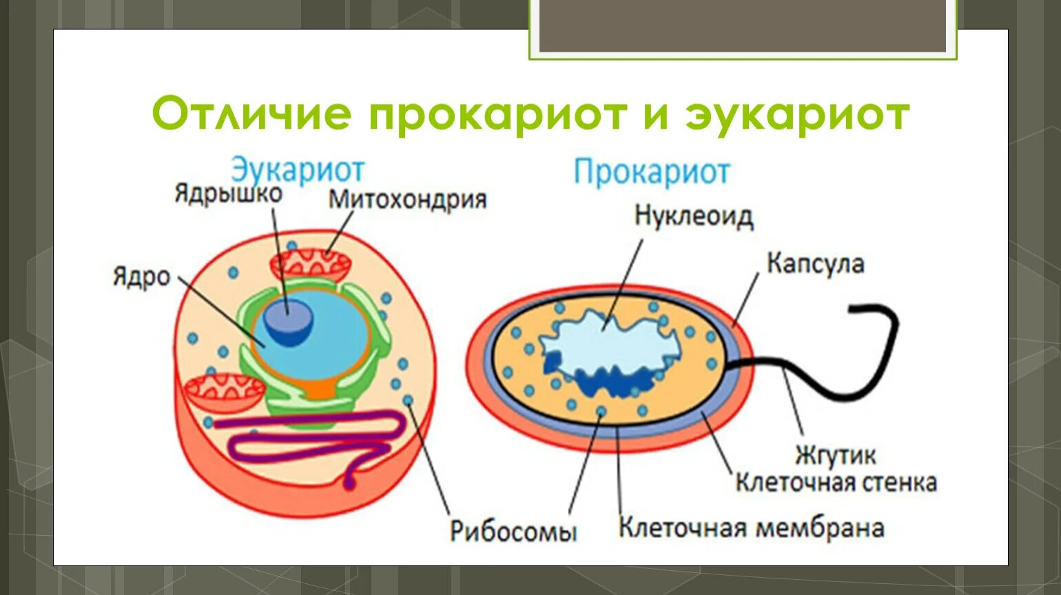 Сходство и различие прокариот. Отличие прокариотической клетки от эукариотической клетки. Строение прокариот и эукариот. Клетка бактерий и эукариот. Различие эукариот от прокариот.