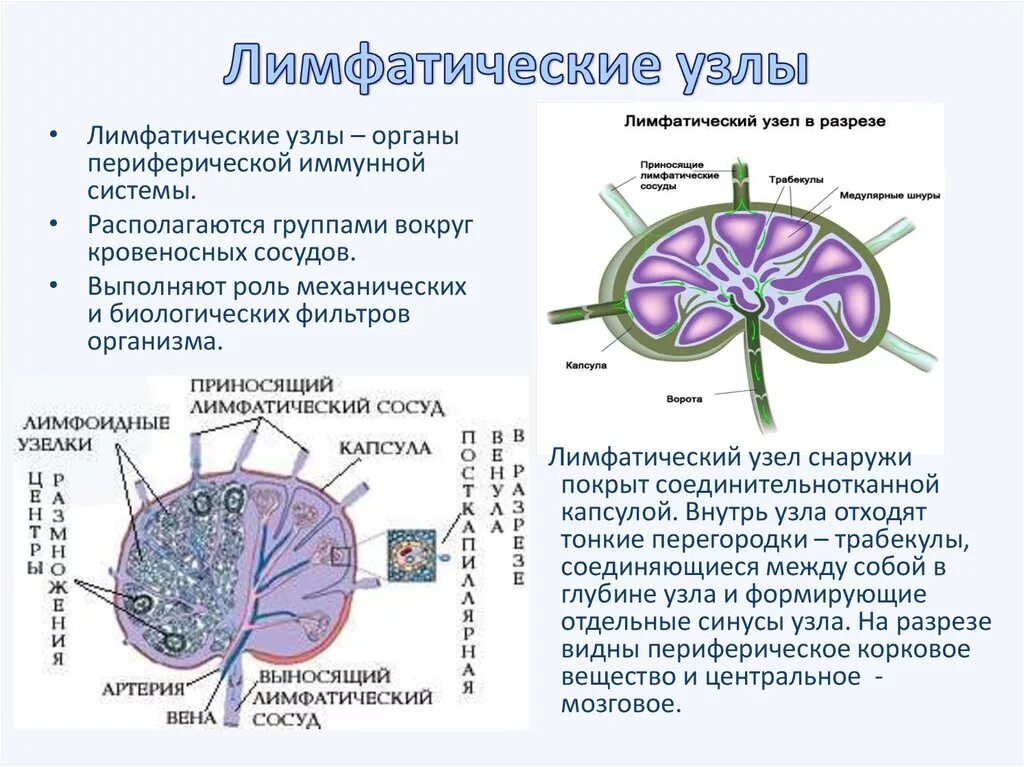 Лимфатический узел какой врач. Строение лимфатического узла иммунология. Функции лимфатических узлов анатомия. Лимфатические узлы строение и функции. Охарактеризуйте строение лимфатического узла.