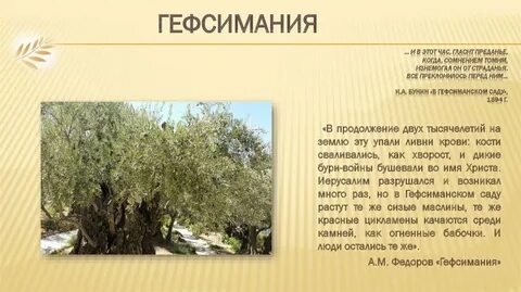 Пастернак сад